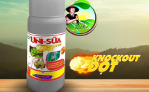 nnx-uni-sua-uniconazole-sua-trai-sau-rieng