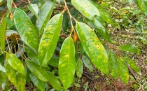 cac-loai-sau-benh-hai-tren-cay-sau-rieng